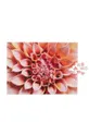 Puzzle Printworks Dahlia 500 elemntów pisana