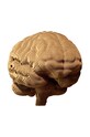 Cartonic puzzle 3d Brain multicolor CARTBRAIN
