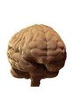 Cartonic puzzle 3d Brain CARTBRAIN multicolor AA00