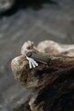 Orbitkey etui na klucze Waxed Canvas 8,5 cm zielony KWC2.KGN.107