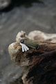 Kľúčenka Orbitkey Waxed Canvas 8,5 cm zelená KWC2.KGN.107