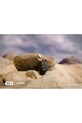 Orbitkey pierścień do kluczy Ring v2 x Star Wars™ 3 cm żółty PRN2.C3P.505
