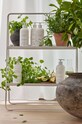 Domači SPA Zone Denmark tekoče milo Ginger Gain Botanical 23945 bela