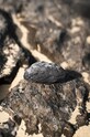 Σαπούνι Celement Peat Smoked 120 g 4715456943028 γκρί