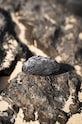 Celement mydło Peat Smoked 120 g 4715456943028 szary