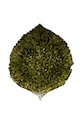 Costa Novaset de farfurii Riviera Hydrangea 22 cm 6-pack verde VEP221.FRT.SET6