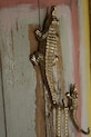 Doing Goods wieszak ścienny Chewy Crocodile Hook L 1.10.10.045.921.5
