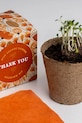 RESETEA zestaw do uprawy kwiatów Say it with Flowers Growing Kit 8,8 x 8,8 x 8,8 cm multicolor Erst174