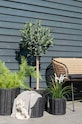 House Nordic carouri Cort 3961004 multicolor