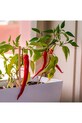RESETEA zestaw do uprawy roślin Hot peppers 21,5 x 6,5 x 18,5 cm 5-pack multicolor Erst630
