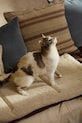 Calma House cuccia per animali Taico 35 x 50 cm TAICO.PET35.MRR