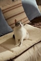 Calma House cuccia per animali Taico 35 x 50 cm TAICO.PET35.MRR