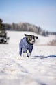 Зимен костюм за куче PAIKKA Winter Suit 49 x 38 x 2 cm 1046042 син