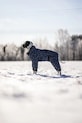 Зимен костюм за куче PAIKKA Winter Suit 49 x 38 x 2 cm 1046042