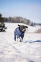 PAIKKA kombinezon zimowy dla psa Winter Suit 58 x 44 x 2 cm 1046045 niebieski