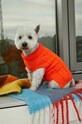 Sweter dla pupila z fakturą kolor pomarańczowy pomarańczowy RW23.SWUA04