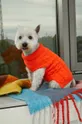 arancione Medicine maglione per animali domestici