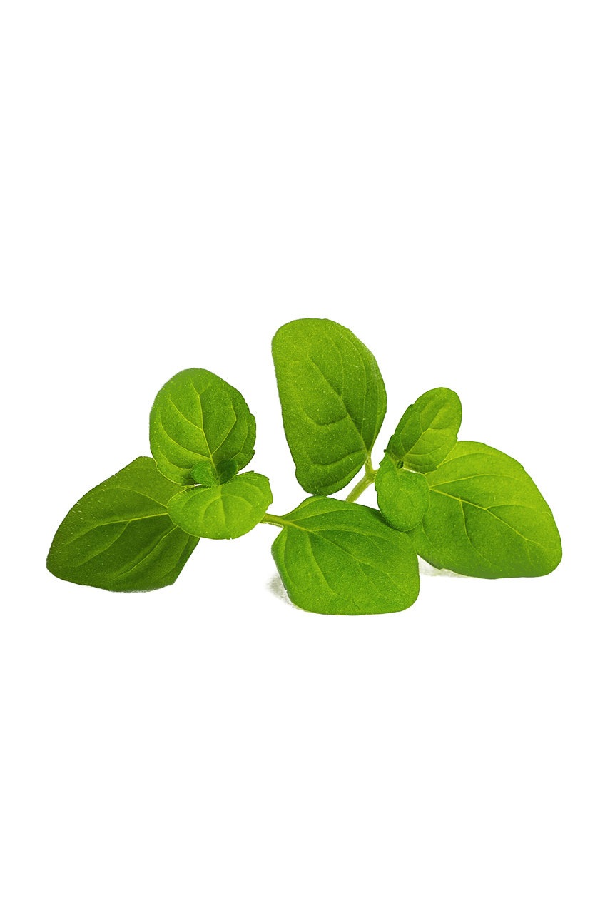 Veritable - Ένθετο σπόρων Mięta lodowa φωτογραφία