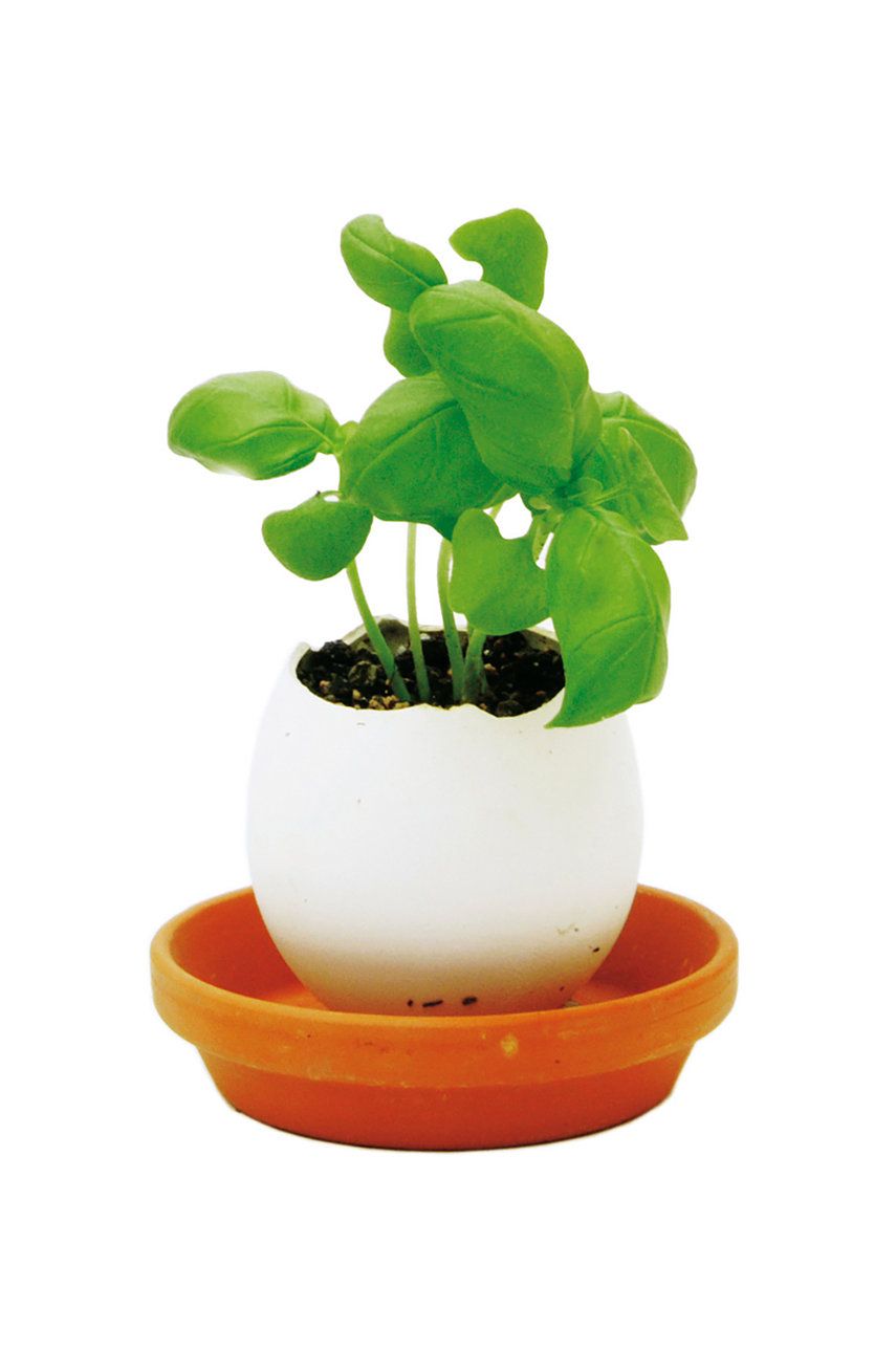Noted sada pro pěstování rostlin Eggling Herb Basil - vícebarevná -  Keramika