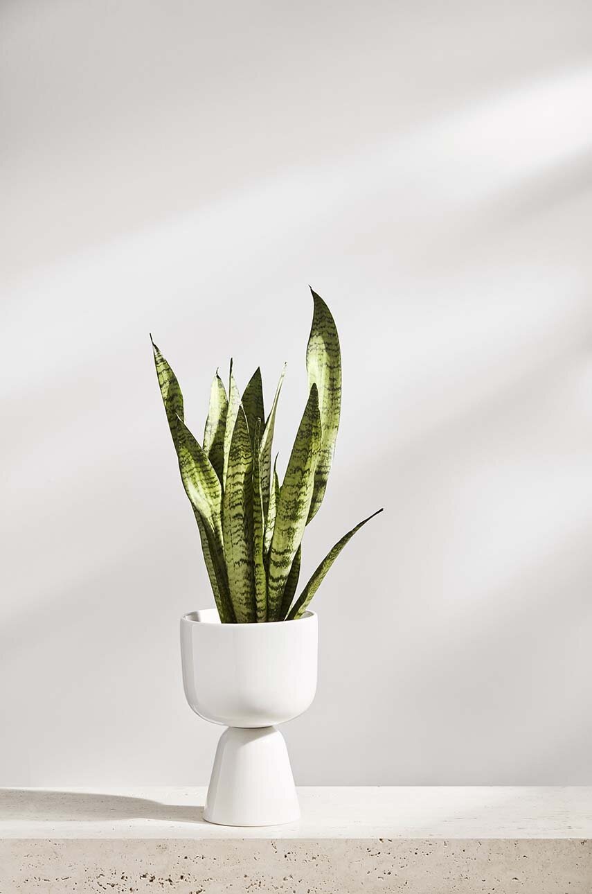 Δοχείο Iittala Nappula φωτογραφία