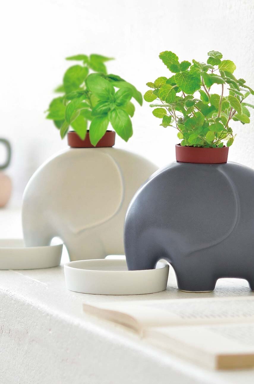 Σετ για την καλλιέργεια ενός φυτού Noted Eleplant Mint φωτογραφία