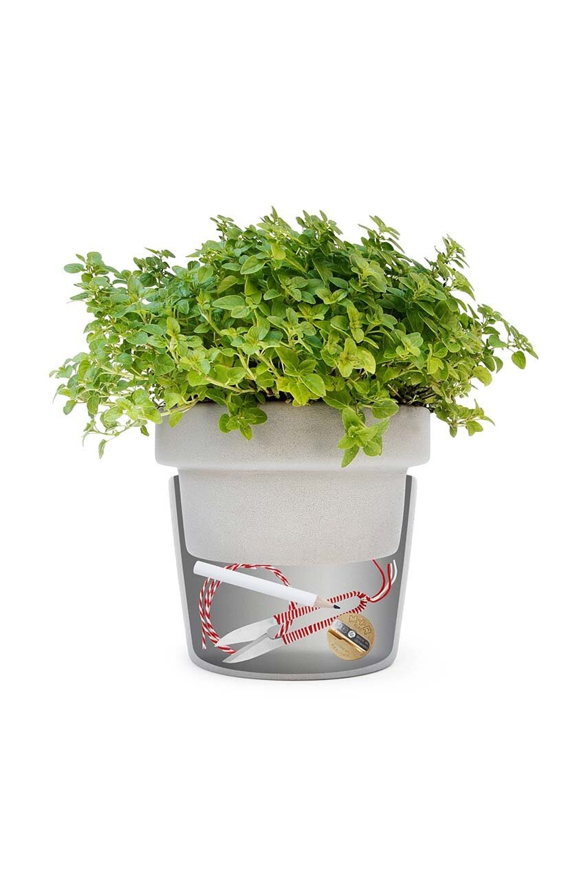 Γλάστρα Luckies of London φωτογραφία