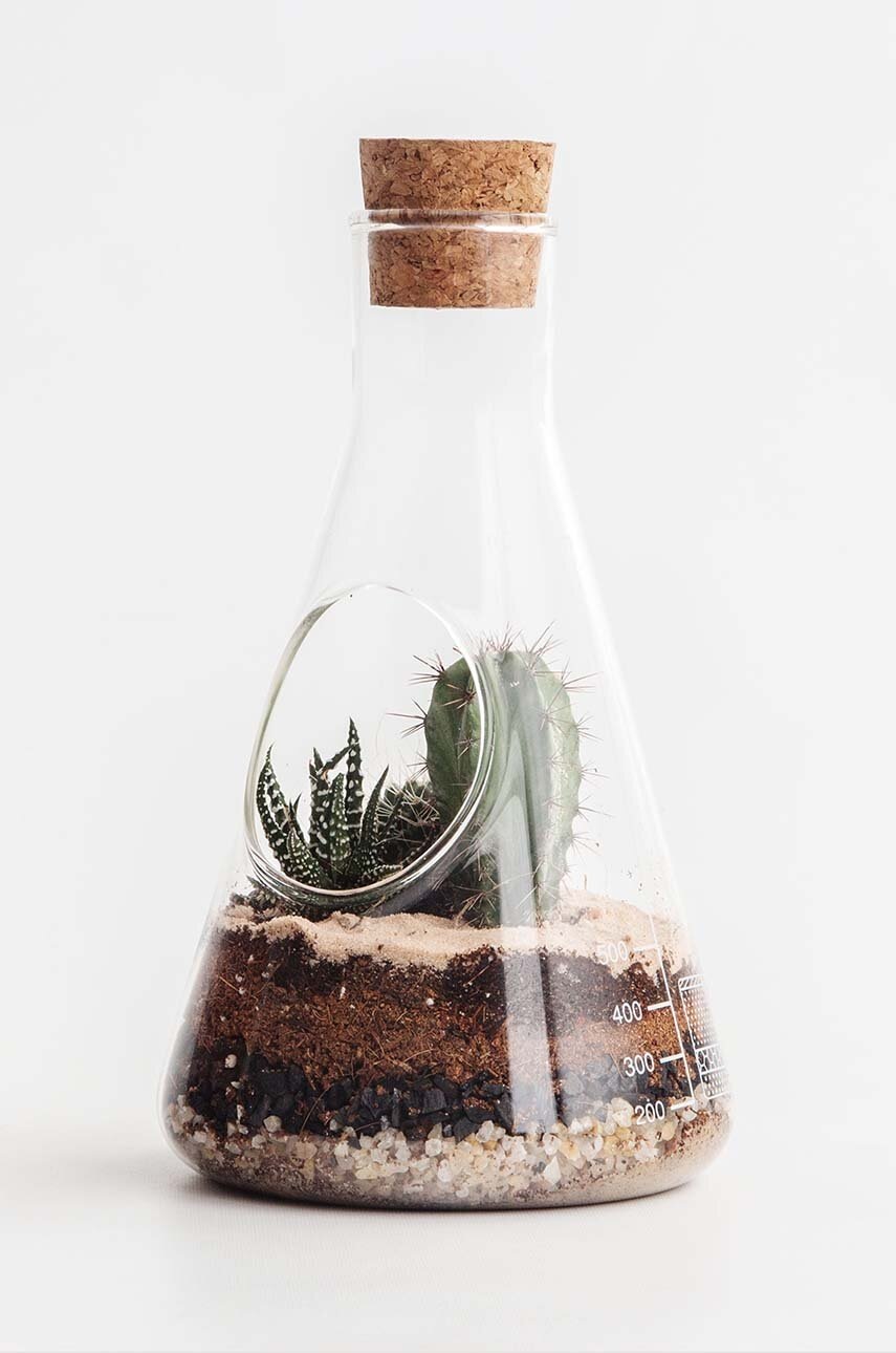 Terrarium φυτών Luckies of London φωτογραφία