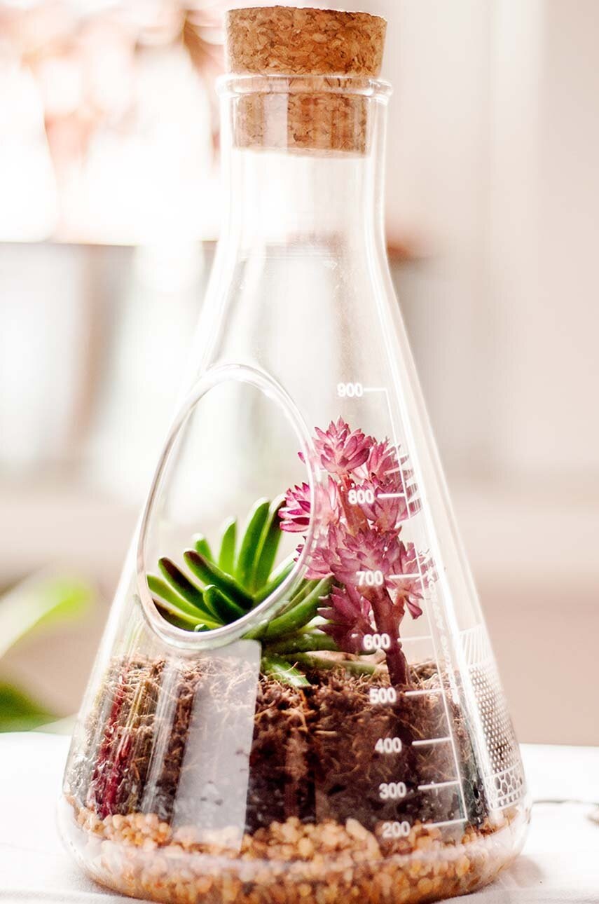 Terrarium φυτών Luckies of London φωτογραφία