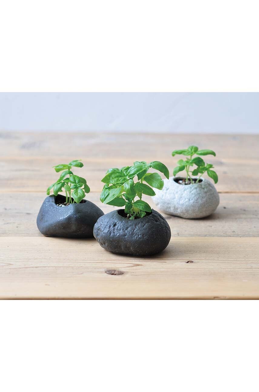 Noted növénytermesztő készlet Plants Rock - Basil termék 2. képe