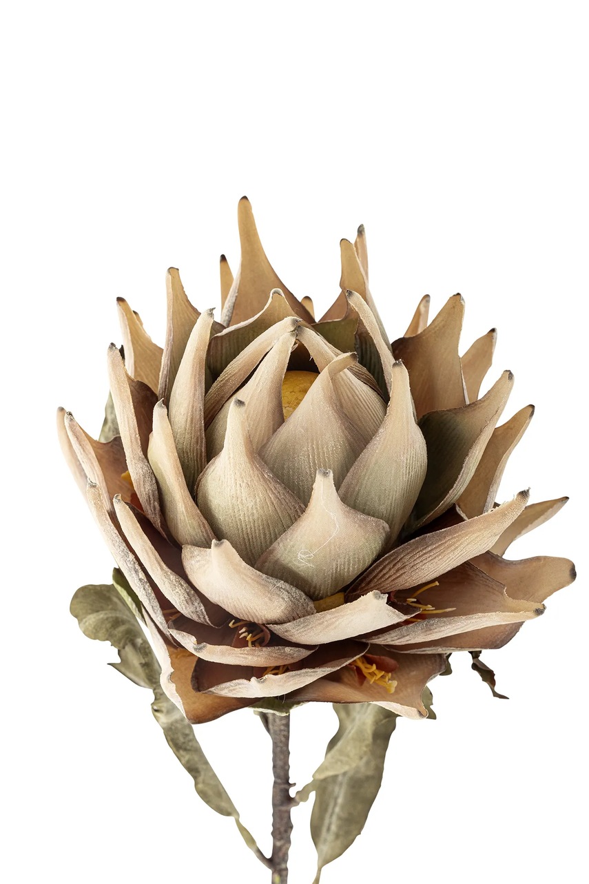 Ψεύτικα λουλούδια Bloomingville Protea Stem 76 cm φωτογραφία