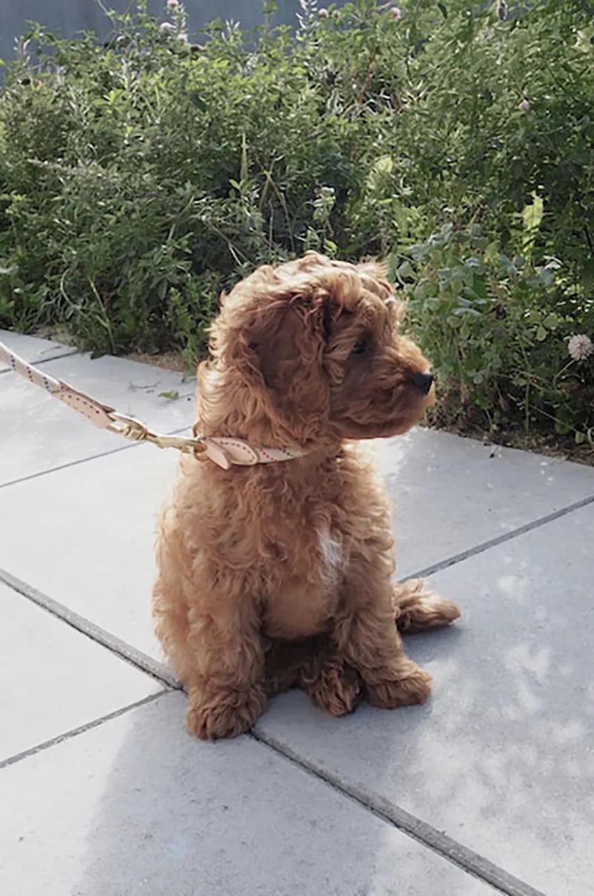 Κολάρο για σκύλους OYOY Perry Dog Collar Extra L φωτογραφία
