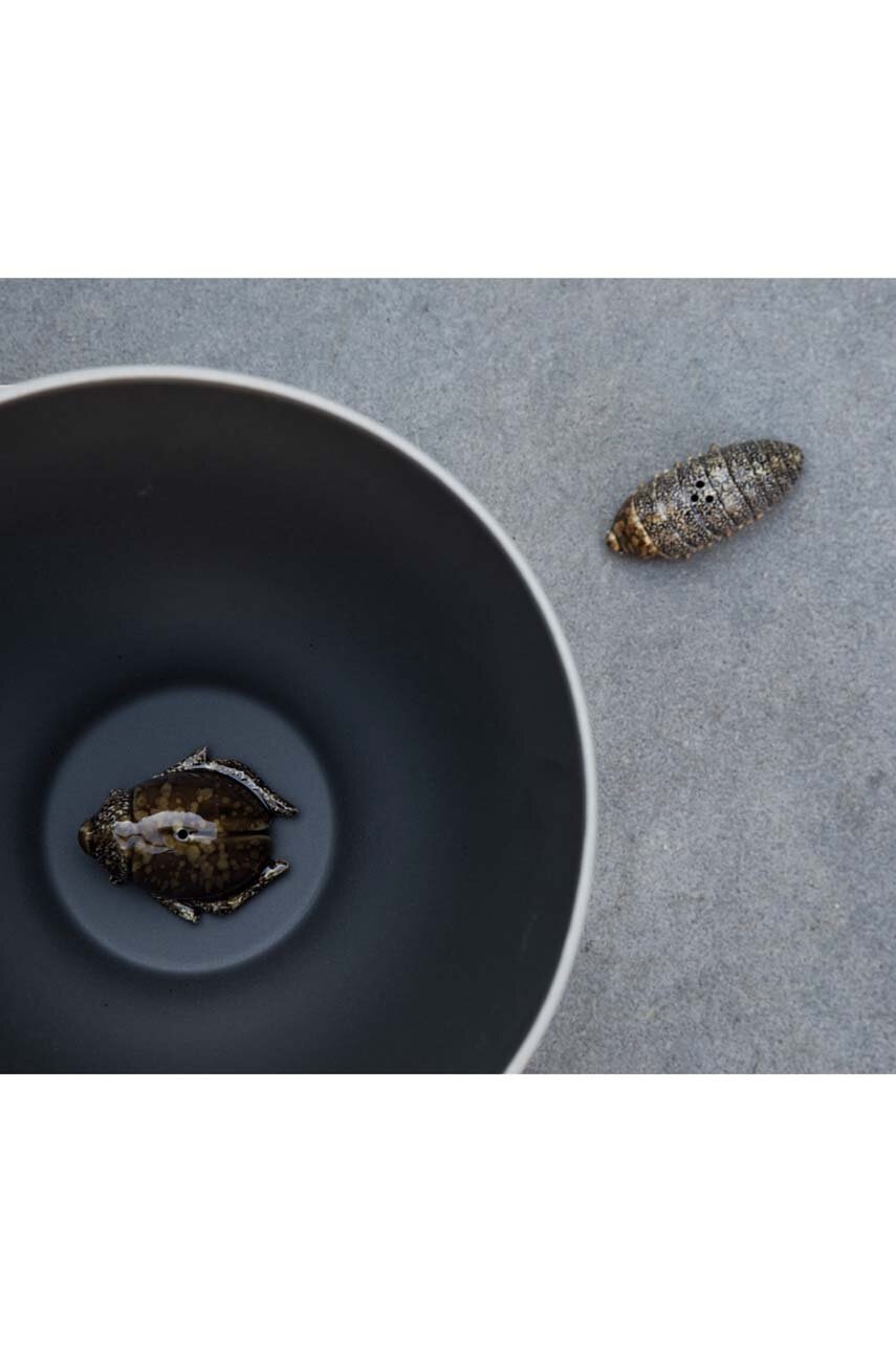 Αλατιέρα και πιπεριέρα Byon Bug φωτογραφία