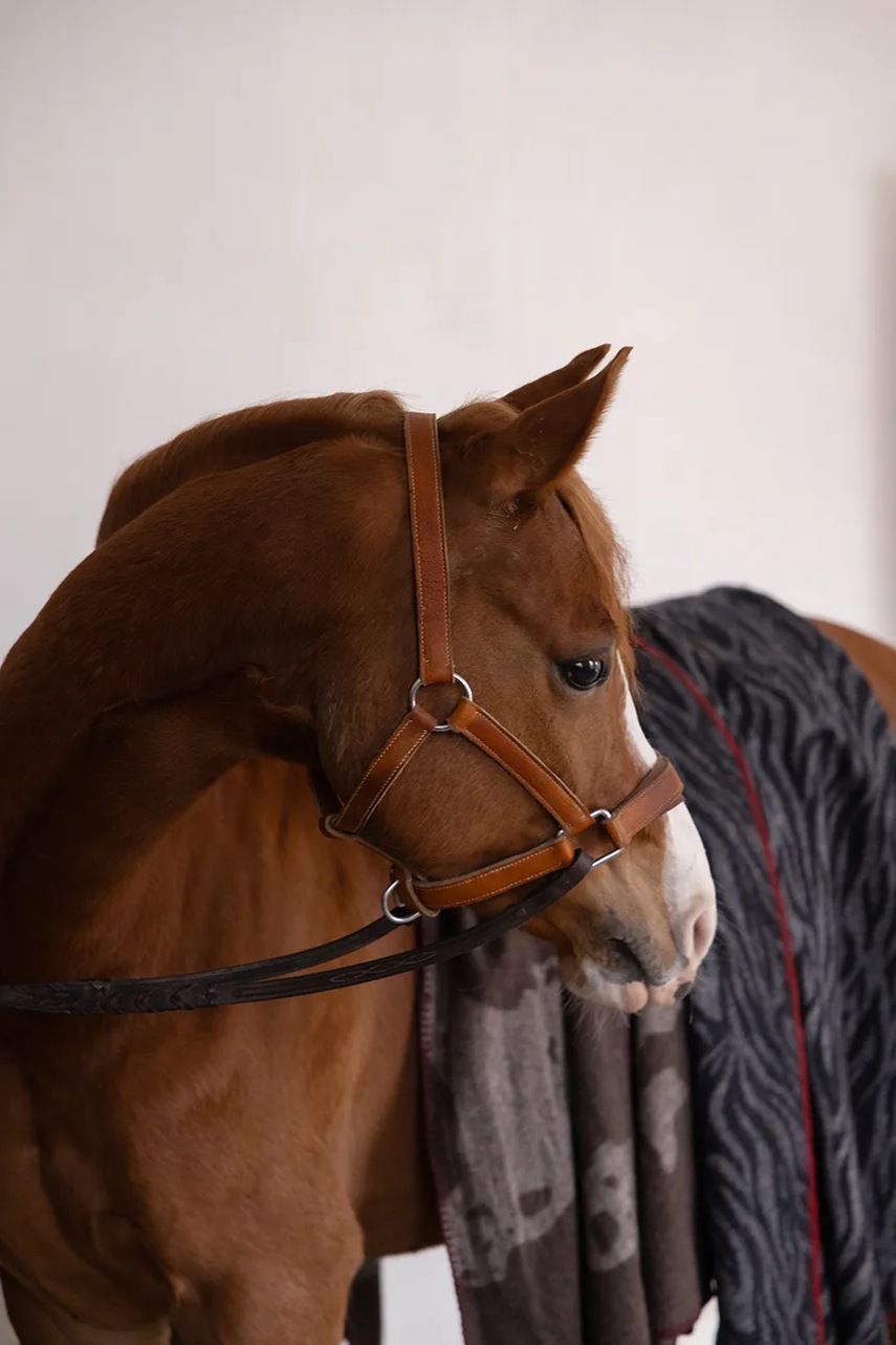 Κουβέρτα από μαλλί Byon Anima 130 x 160 cm χρώμα: μαύρο φωτογραφία