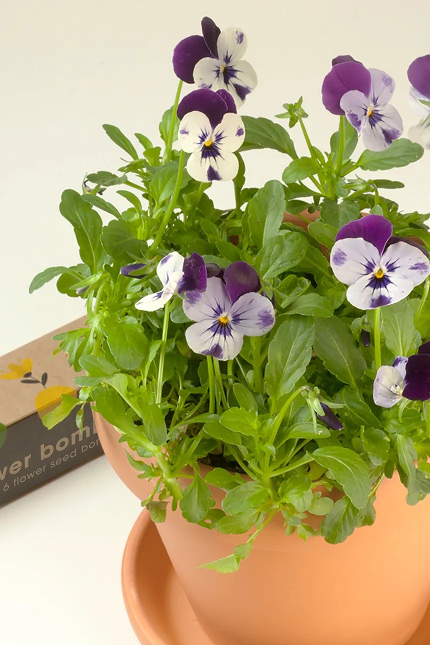 Σετ για την καλλιέργεια λουλουδιών RESETEA Flower Bombs 19,5 x 3,3 x 3,3 cm χρώμα: πολύχρωμο φωτογραφία