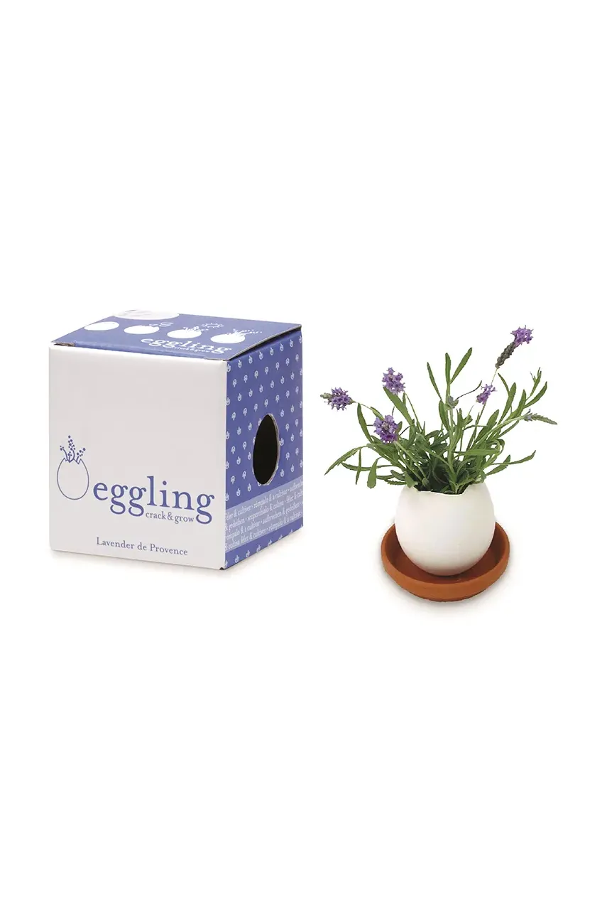 Noted set pentru cultivarea unei plante Eggling Lavender de Provence culoarea alb
