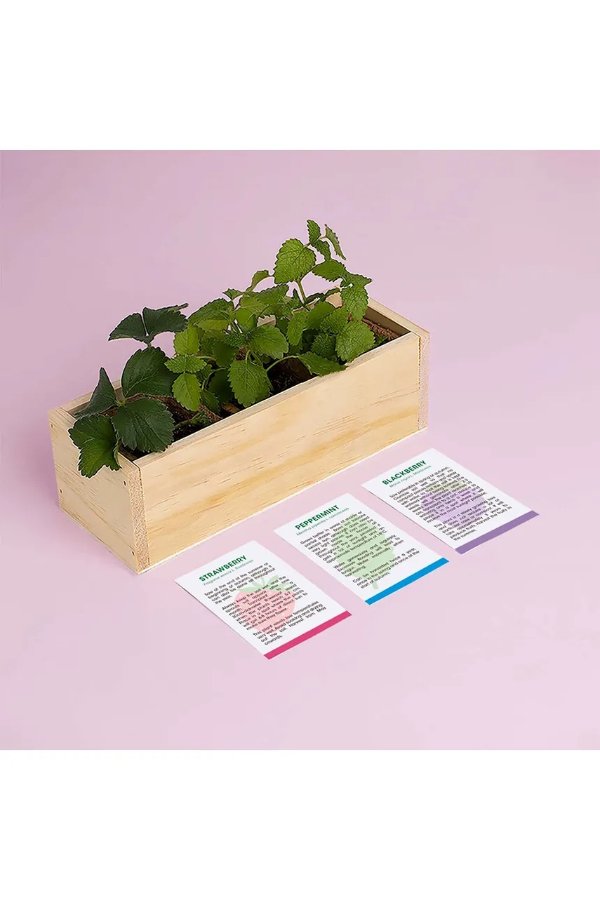 Σετ για την καλλιέργεια φυτών RESETEA Desserts Growing Kit 21 x 7,8 x 6,5 cm φωτογραφία