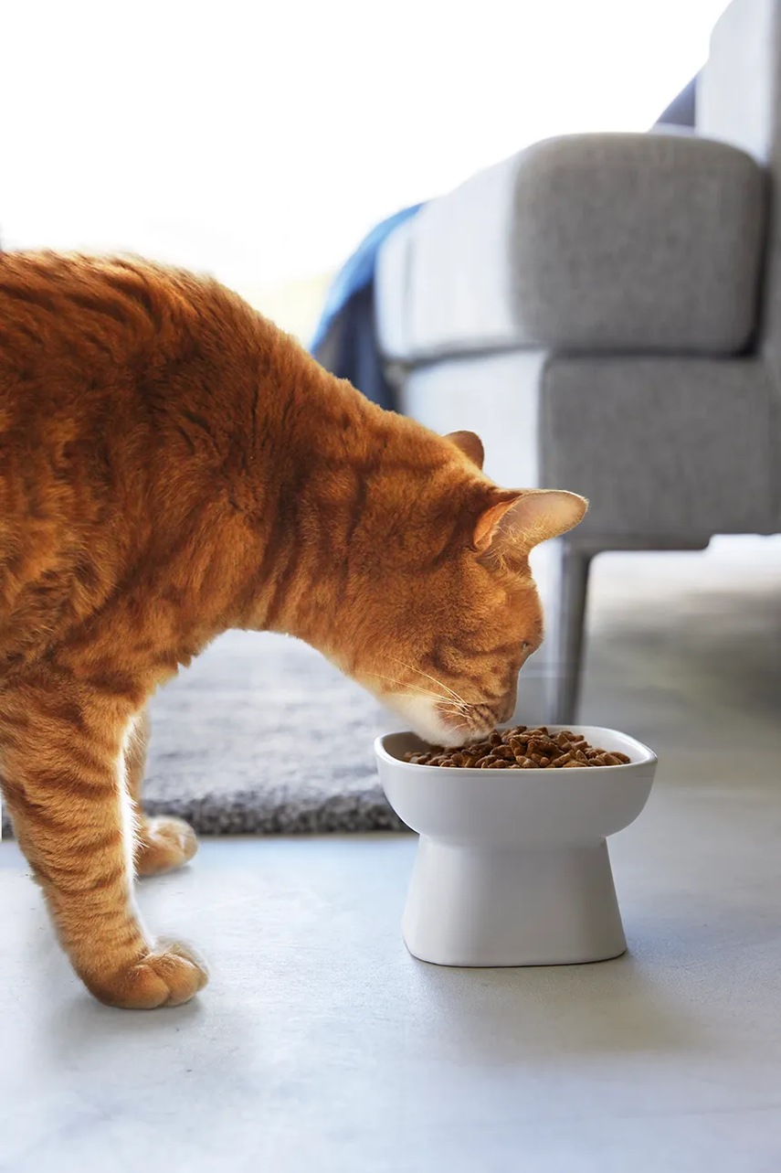 Μπολ για κατοικίδια Yamazaki Tower 200 ml χρώμα: άσπρο φωτογραφία