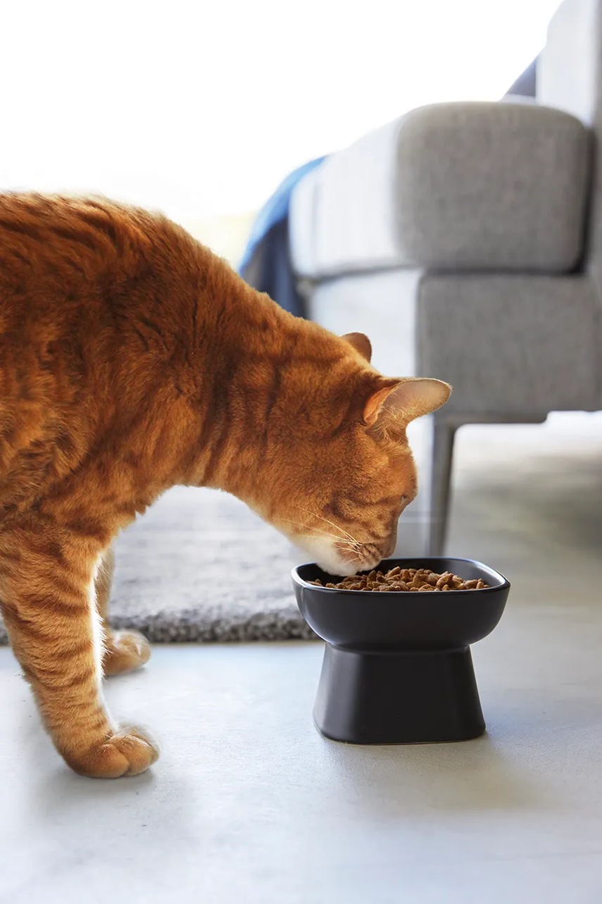 Μπολ για κατοικίδια Yamazaki Tower 200 ml χρώμα: μαύρο φωτογραφία