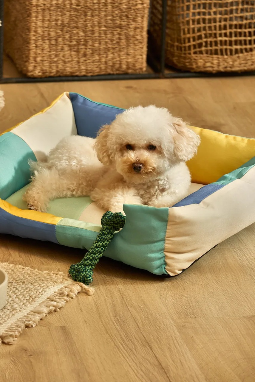 Buby S χρώμα: πολύχρωμο φωτογραφία