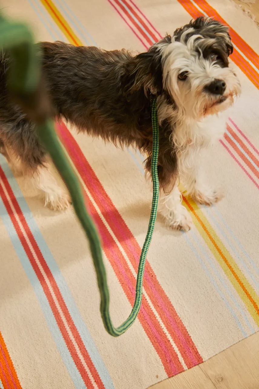 Λουρί σκύλου Calma House 180 cm φωτογραφία