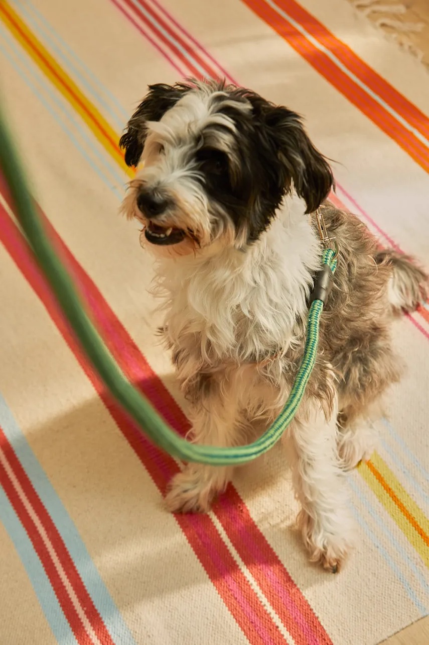 Λουρί σκύλου Calma House 180 cm φωτογραφία