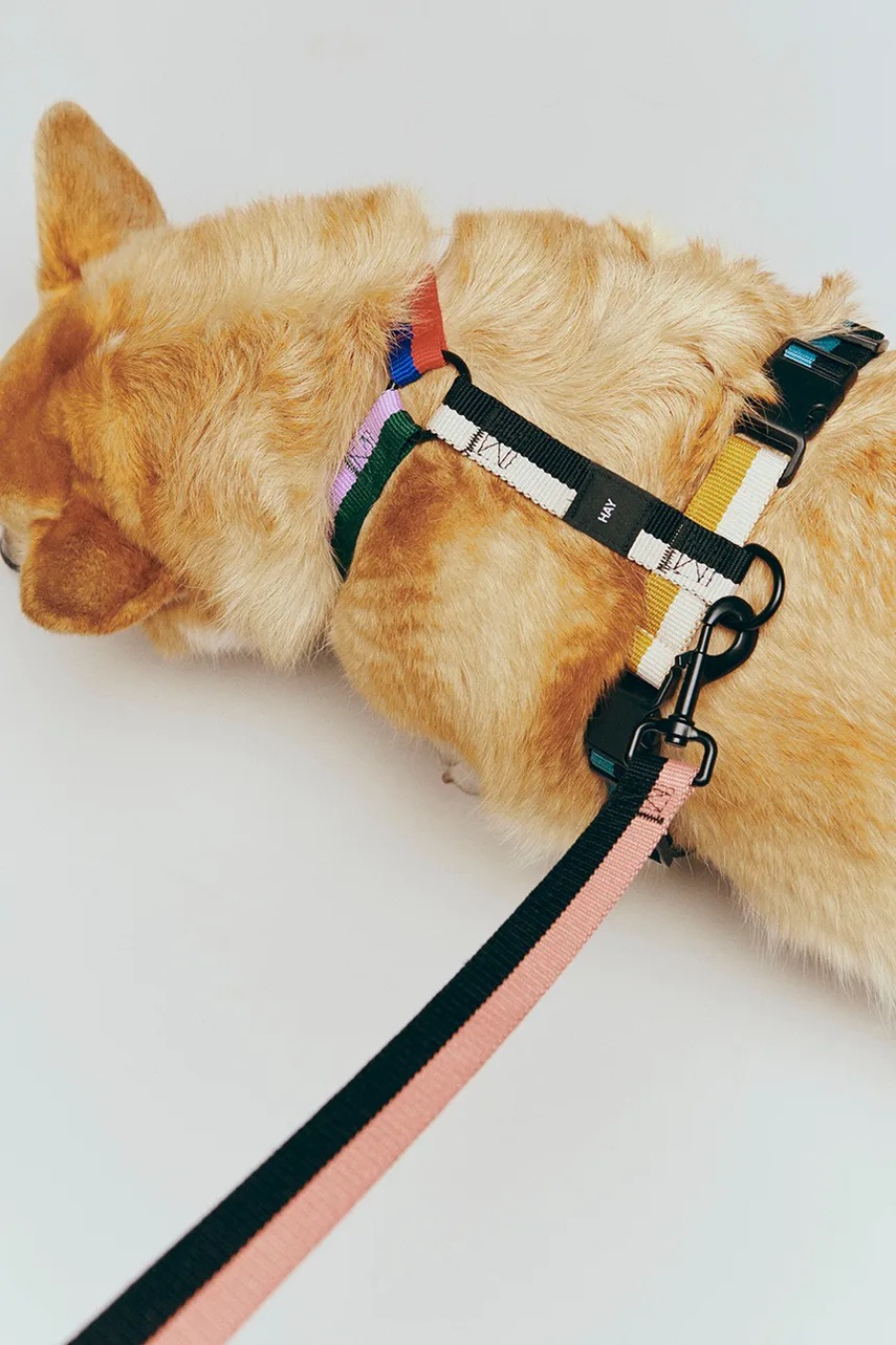Λουρί για σκύλους HAY Medium χρώμα: πολύχρωμο φωτογραφία