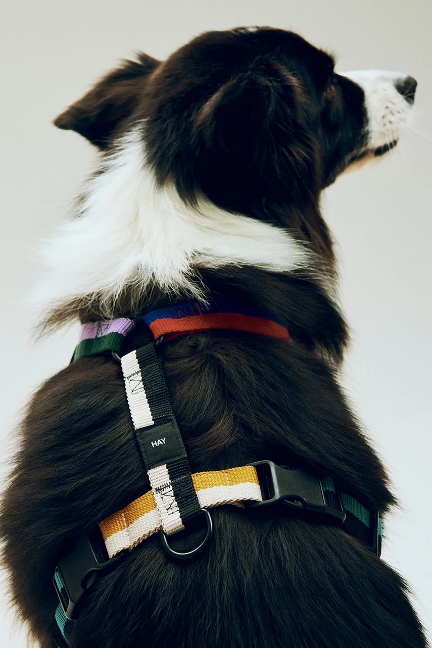 Λουρί για σκύλους HAY Medium χρώμα: πολύχρωμο φωτογραφία