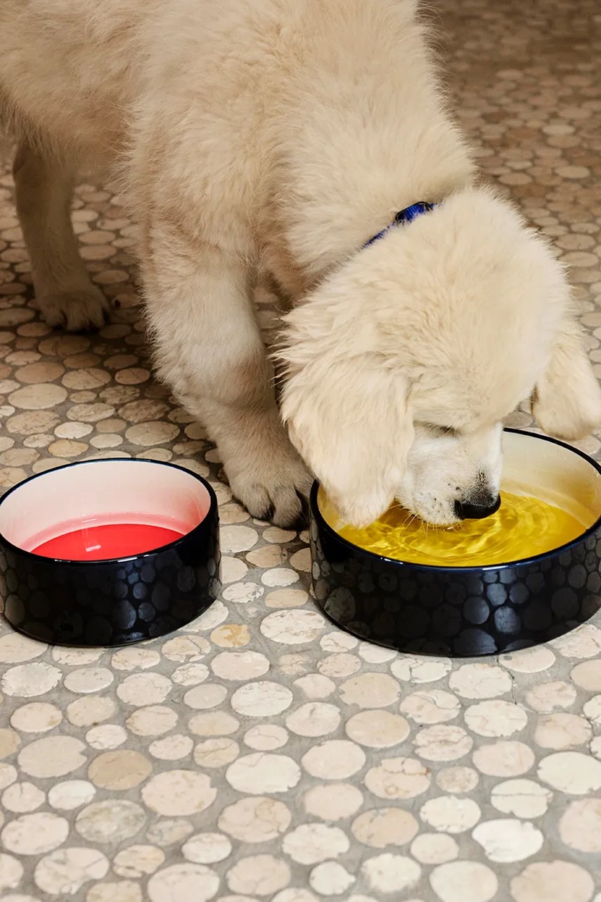 Μπολ για κατοικίδια HAY 20,8 x 7 cm φωτογραφία