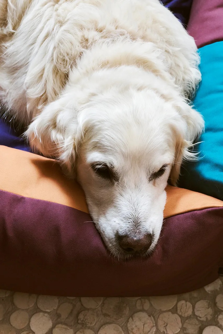 Κρεβάτι για κατοικίδια HAY Large 75 x 96 x 30 cm χρώμα: πολύχρωμο φωτογραφία