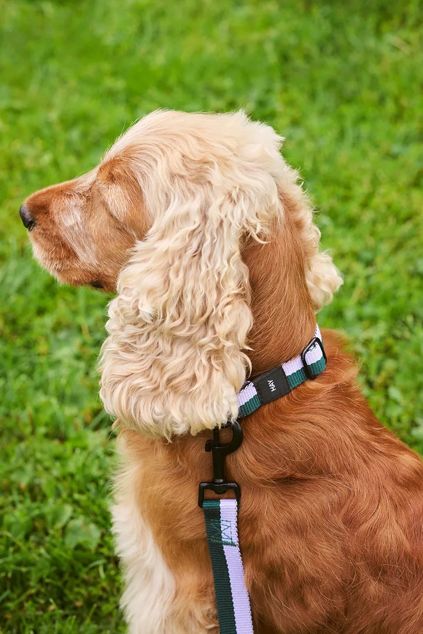 Κολάρο για σκύλους HAY S/M 2 x 25-45 cm χρώμα: πολύχρωμο φωτογραφία