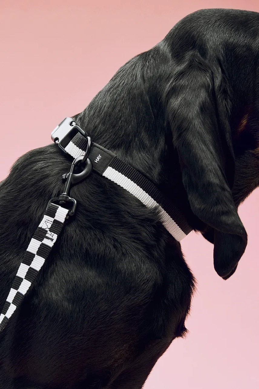 Λουρί σκύλου HAY 2,5 x 160 cm χρώμα: μαύρο φωτογραφία