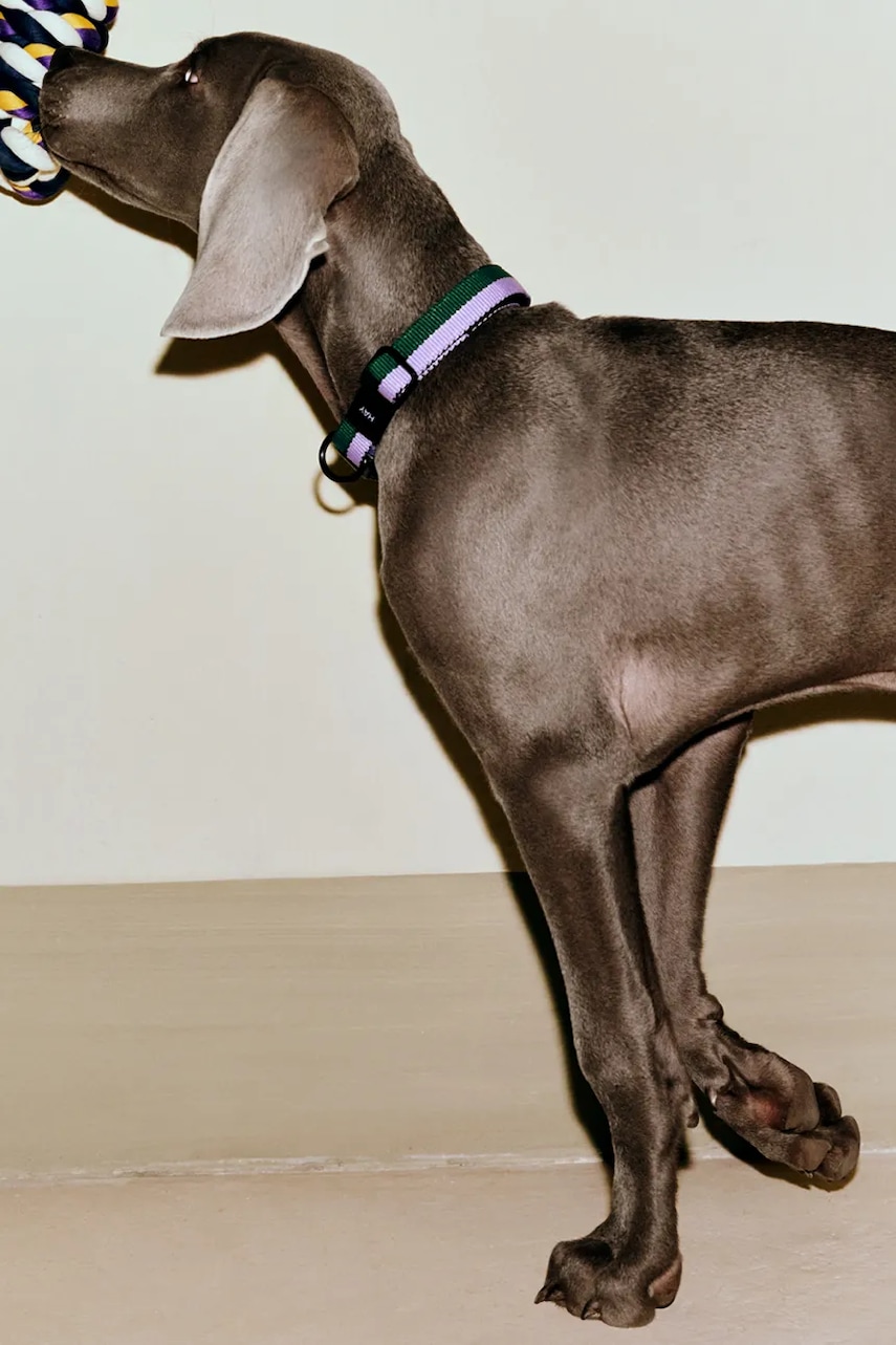 Psí obojek HAY M / L 2,5 x 40-65 cm