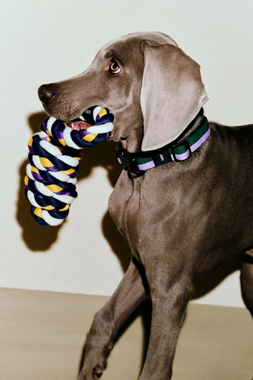 Psí obojek HAY M / L 2,5 x 40-65 cm