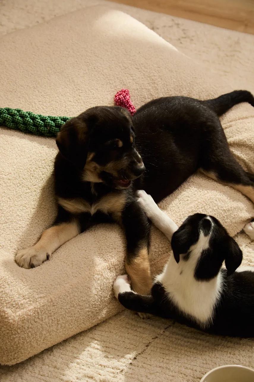 Κρεβάτι για κατοικίδια Calma House Taico 90 x 75 x 12 cm φωτογραφία